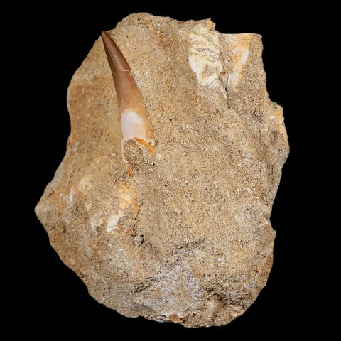 1.4" Plesiosaur Zarafasaura Tooth Fossil In Matrix Cretaceous Dinosaur Era COA - Fossil Age Minerals