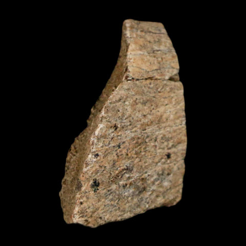 0.9" Tyrannosaurus Rex Fossil Bone Marrow Dinosaur Lance Creek FM WY COA Display