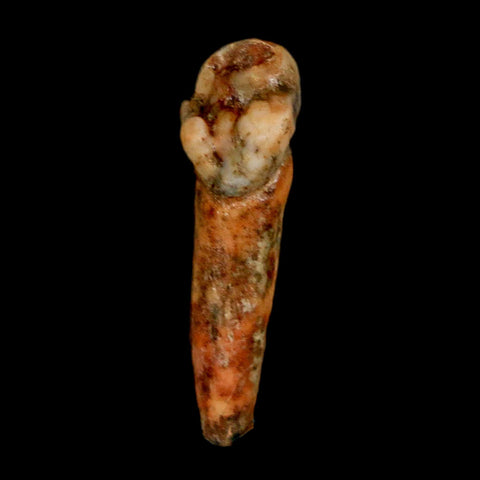 1.4" Extinct Cave Bear Ursus Spelaeus Incisor Tooth Rooted Pleistocene Age COA, Stand
