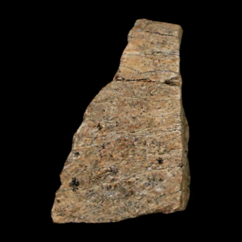 0.9" Tyrannosaurus Rex Fossil Bone Marrow Dinosaur Lance Creek FM WY COA Display