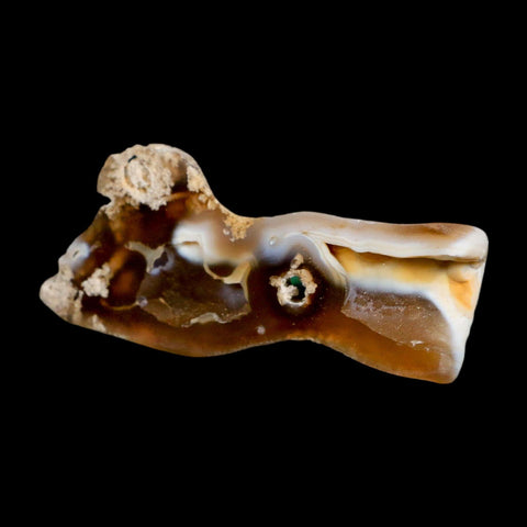 3" Agatized Coral Slabs Fossil Oligocene and Miocene Epochs Tampa Bay Florida