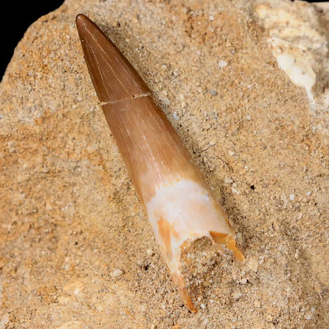 1.4" Plesiosaur Zarafasaura Tooth Fossil In Matrix Cretaceous Dinosaur Era COA - Fossil Age Minerals