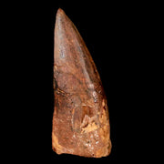 1.5" Carcharodontosaurus Fossil Tooth Cretaceous Dinosaur Morocco COA, Stand
