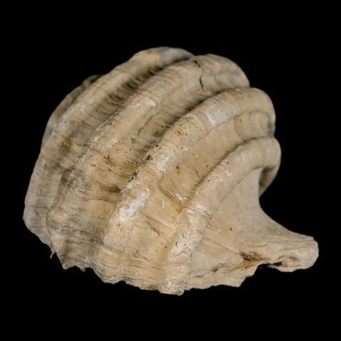 1.8" Ecphora Gardnerae Gastropod Fossil Shell Lee Creek Miocene Epoch North Carolina - Fossil Age Minerals