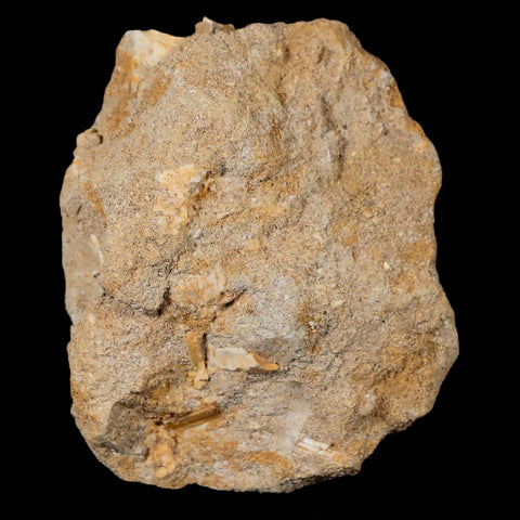 1.4" Plesiosaur Zarafasaura Tooth Fossil In Matrix Cretaceous Dinosaur Era COA - Fossil Age Minerals