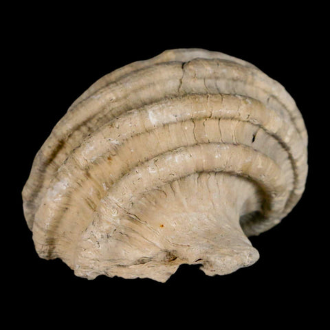 1.8" Ecphora Gardnerae Gastropod Fossil Shell Lee Creek Miocene Epoch North Carolina - Fossil Age Minerals