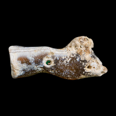 3" Agatized Coral Slabs Fossil Oligocene and Miocene Epochs Tampa Bay Florida