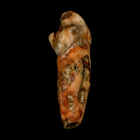 1.4" Extinct Cave Bear Ursus Spelaeus Incisor Tooth Rooted Pleistocene Age COA, Stand