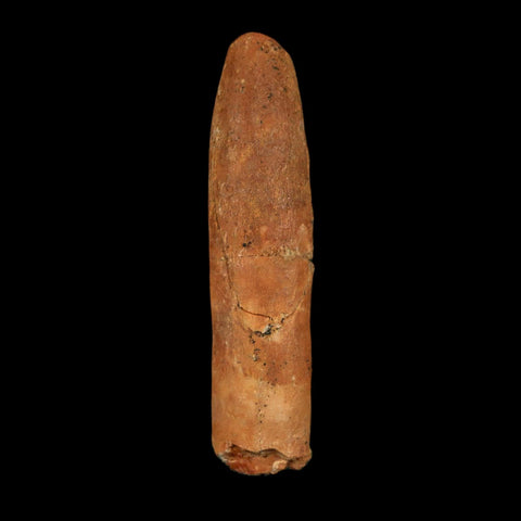 1.6" Rebbachisaurus Sauropod Fossil Tooth Early Cretaceous Dinosaur COA, Display - Fossil Age Minerals