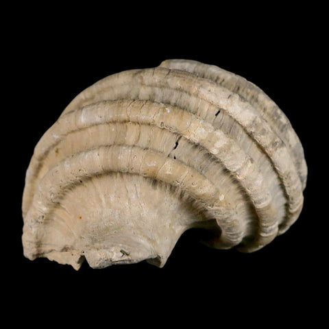 1.8" Ecphora Gardnerae Gastropod Fossil Shell Lee Creek Miocene Epoch North Carolina - Fossil Age Minerals