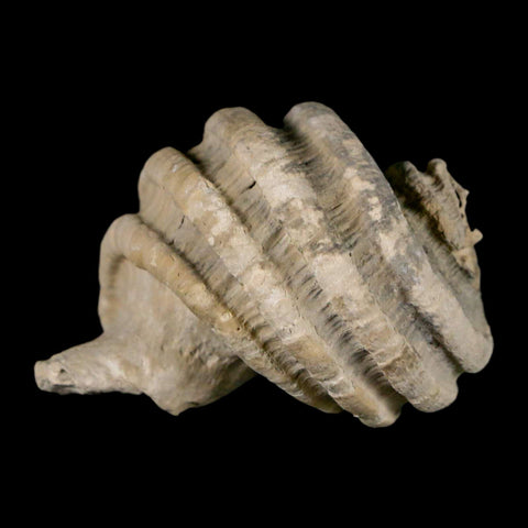 1.8" Ecphora Gardnerae Gastropod Fossil Shell Lee Creek Miocene Epoch North Carolina - Fossil Age Minerals
