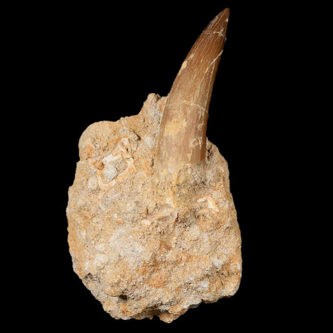 XL 2" Plesiosaur Zarafasaura Tooth Fossil In Matrix Cretaceous Dinosaur Era COA - Fossil Age Minerals