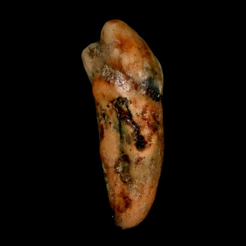 1.4" Extinct Cave Bear Ursus Spelaeus Incisor Tooth Rooted Pleistocene Age COA, Stand