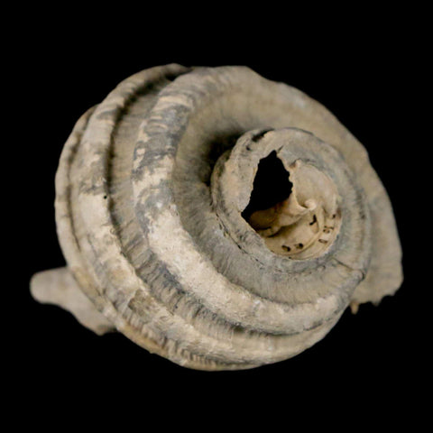 1.8" Ecphora Gardnerae Gastropod Fossil Shell Lee Creek Miocene Epoch North Carolina - Fossil Age Minerals