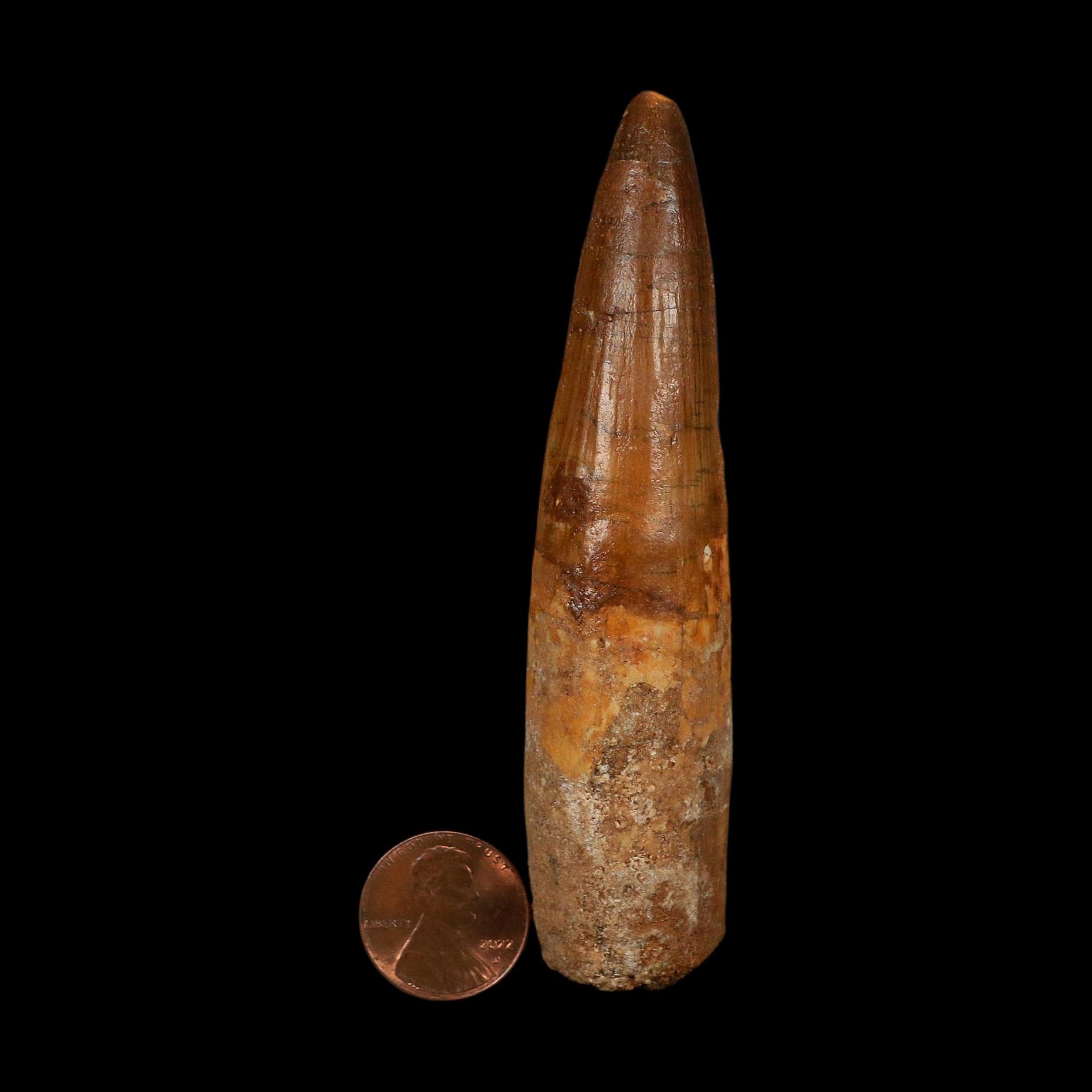 XL 3.8" Spinosaurus Fossil Tooth 100 Million Years Old Cretaceous Dinosaur COA