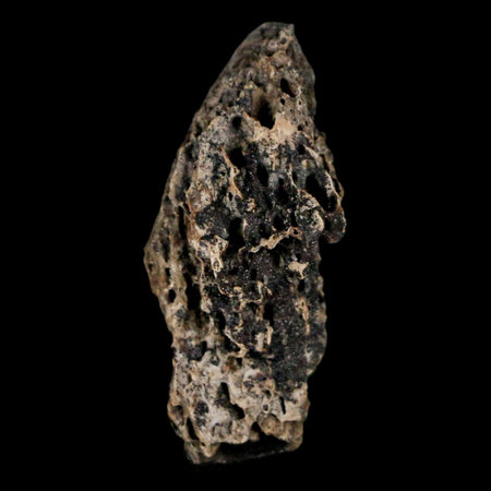 1.1" Tyrannosaurus Rex Fossil Bone Marrow Dinosaur Lance Creek FM WY COA Display