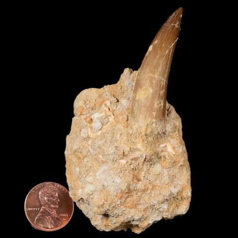 XL 2" Plesiosaur Zarafasaura Tooth Fossil In Matrix Cretaceous Dinosaur Era COA - Fossil Age Minerals