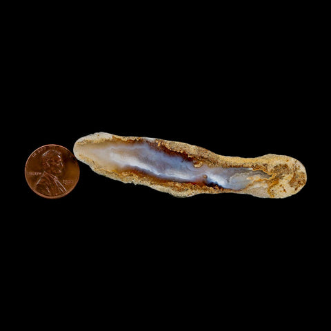 3.1" Agatized Coral Slabs Fossil Oligocene and Miocene Epochs Suwannee River Florida