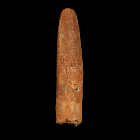 1.6" Rebbachisaurus Sauropod Fossil Tooth Early Cretaceous Dinosaur COA, Display - Fossil Age Minerals