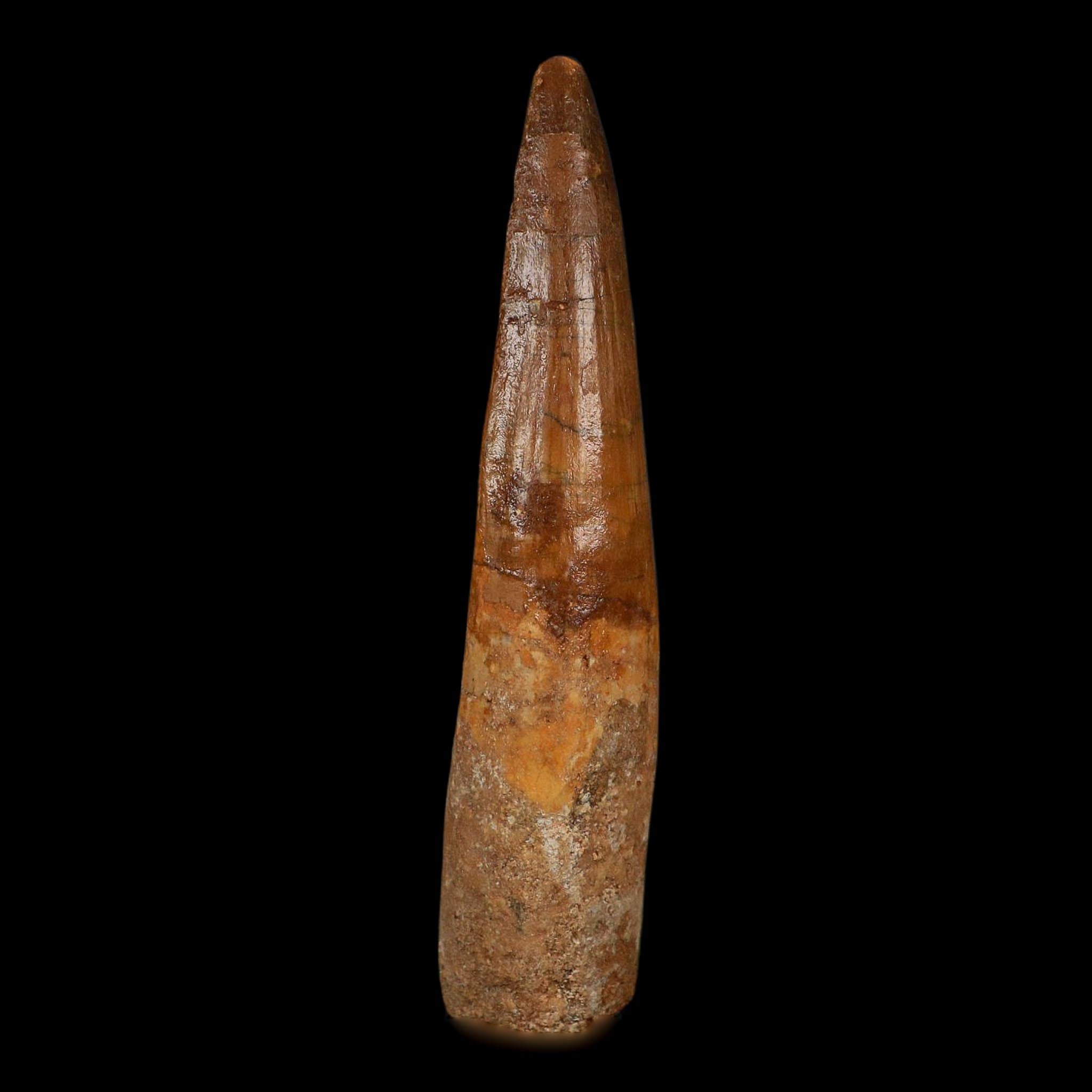 XL 3.8" Spinosaurus Fossil Tooth 100 Million Years Old Cretaceous Dinosaur COA