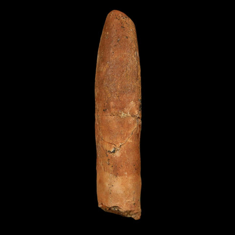 1.6" Rebbachisaurus Sauropod Fossil Tooth Early Cretaceous Dinosaur COA, Display - Fossil Age Minerals