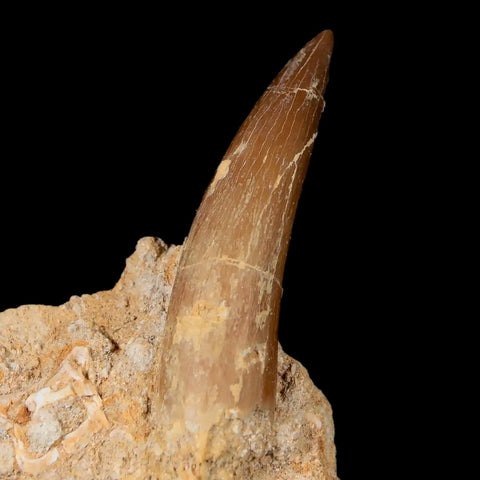 XL 2" Plesiosaur Zarafasaura Tooth Fossil In Matrix Cretaceous Dinosaur Era COA - Fossil Age Minerals
