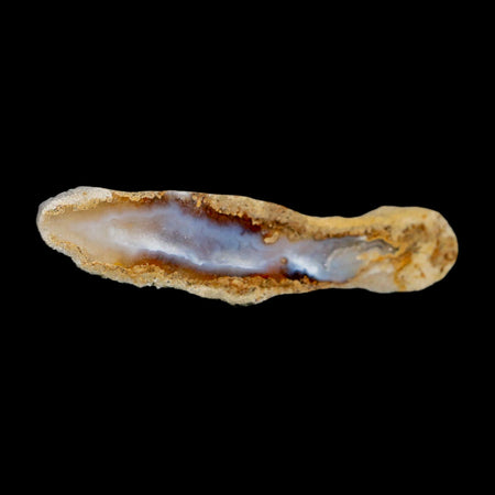 3.1" Agatized Coral Slabs Fossil Oligocene and Miocene Epochs Suwannee River Florida