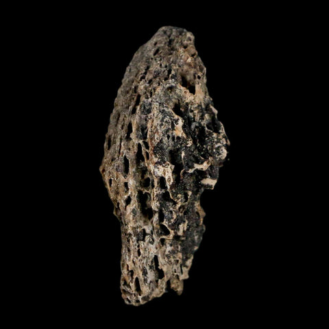 1.1" Tyrannosaurus Rex Fossil Bone Marrow Dinosaur Lance Creek FM WY COA Display