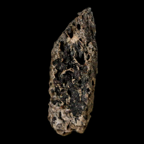 1.1" Tyrannosaurus Rex Fossil Bone Marrow Dinosaur Lance Creek FM WY COA Display