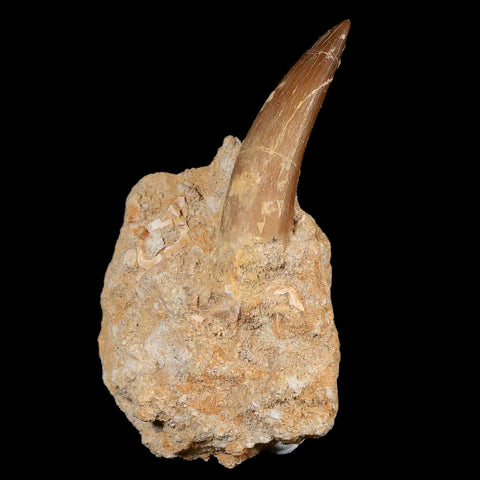 XL 2" Plesiosaur Zarafasaura Tooth Fossil In Matrix Cretaceous Dinosaur Era COA - Fossil Age Minerals