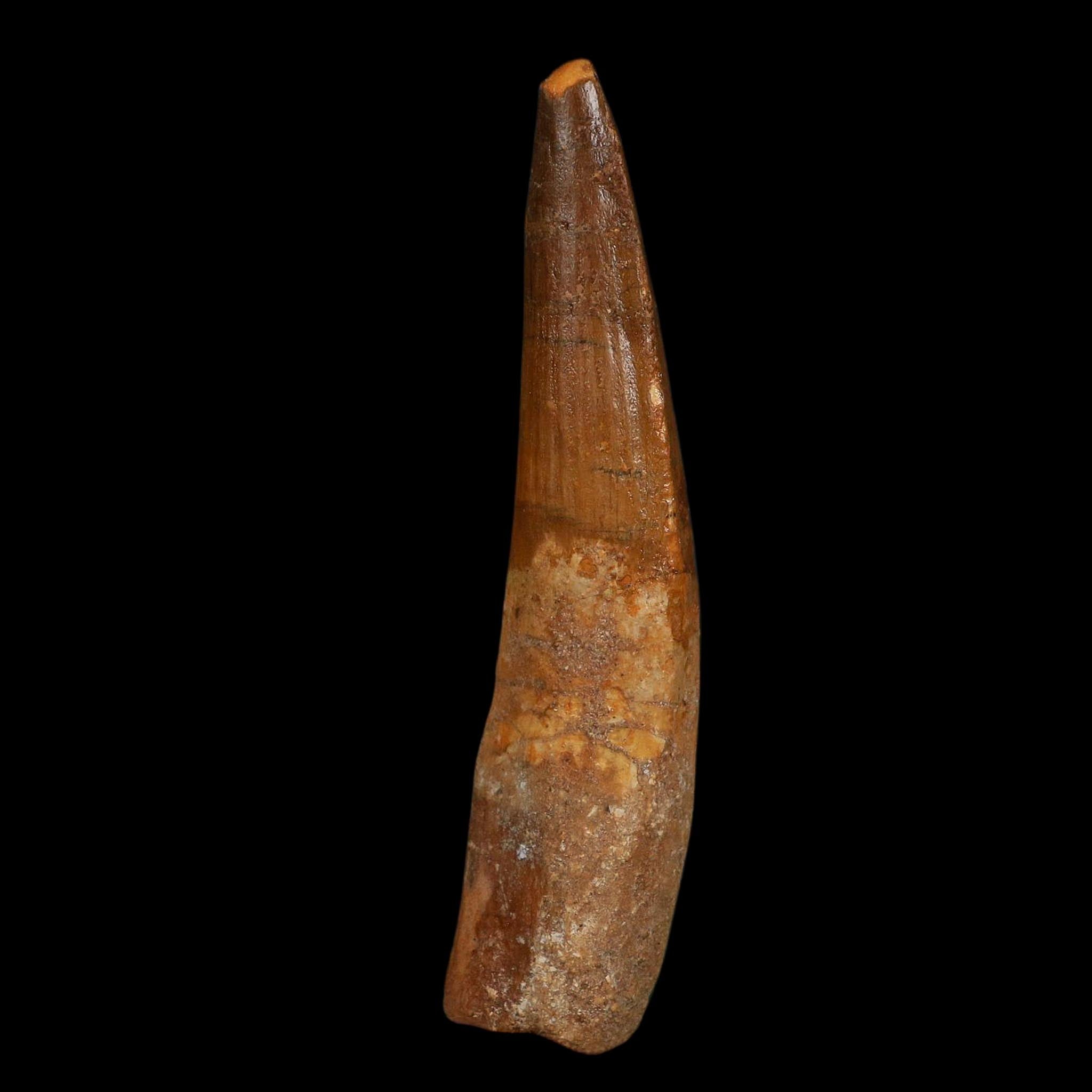XL 3.8" Spinosaurus Fossil Tooth 100 Million Years Old Cretaceous Dinosaur COA