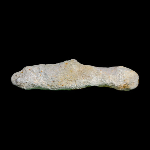 3.1" Agatized Coral Slabs Fossil Oligocene and Miocene Epochs Suwannee River Florida