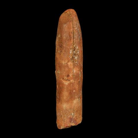 1.6" Rebbachisaurus Sauropod Fossil Tooth Early Cretaceous Dinosaur COA, Display - Fossil Age Minerals