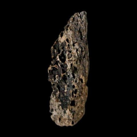 1.1" Tyrannosaurus Rex Fossil Bone Marrow Dinosaur Lance Creek FM WY COA Display