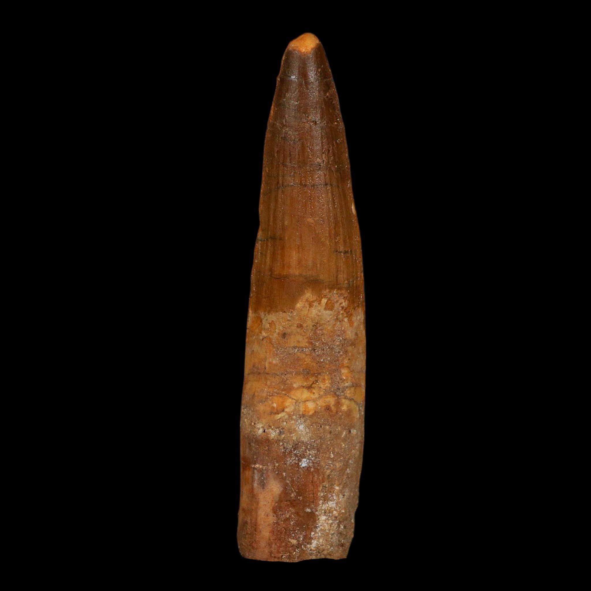 XL 3.8" Spinosaurus Fossil Tooth 100 Million Years Old Cretaceous Dinosaur COA