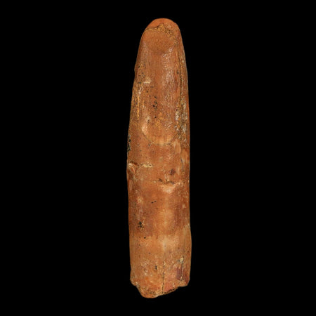 1.6" Rebbachisaurus Sauropod Fossil Tooth Early Cretaceous Dinosaur COA, Display