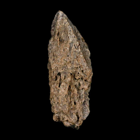 1.1" Tyrannosaurus Rex Fossil Bone Marrow Dinosaur Lance Creek FM WY COA Display