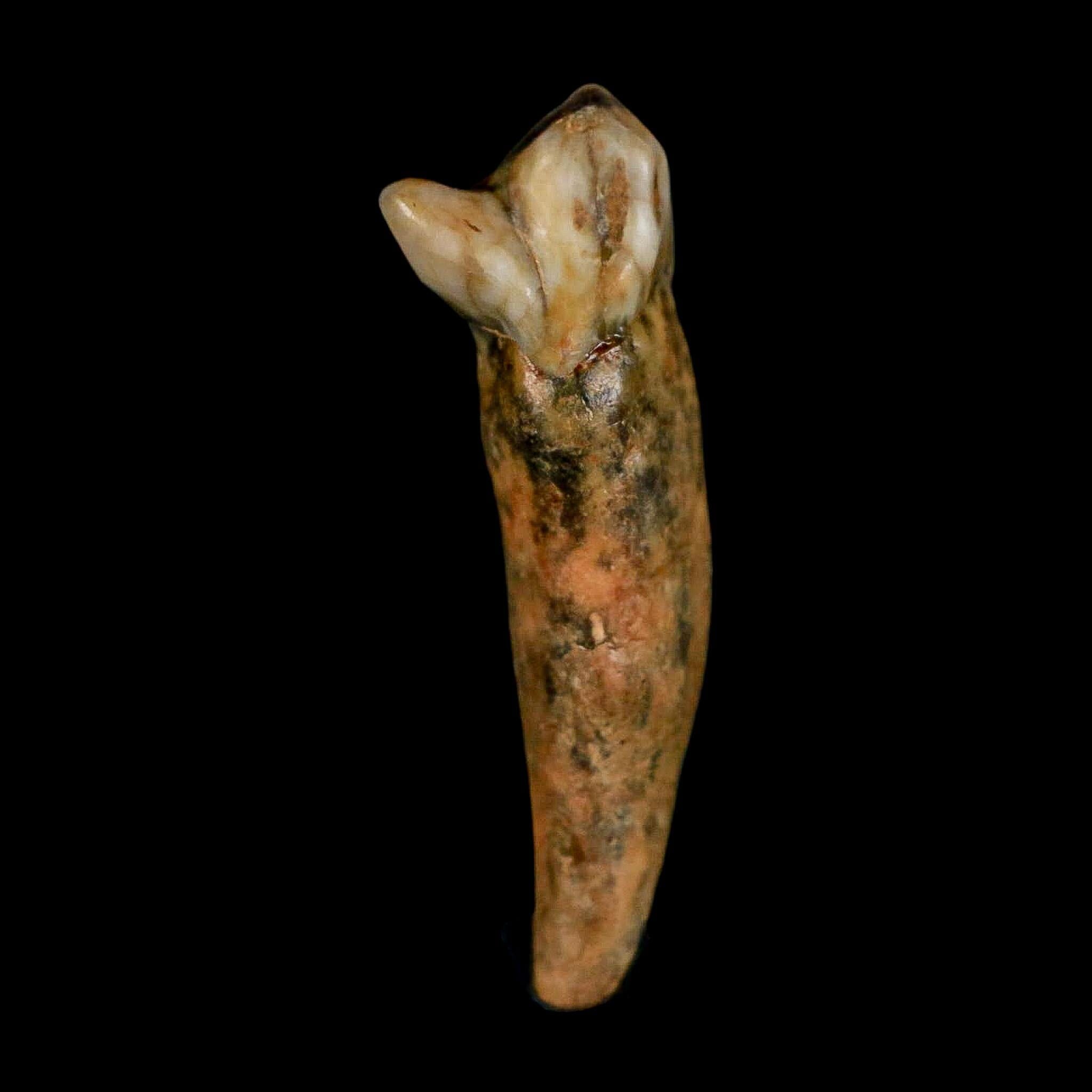 1.6" Extinct Cave Bear Ursus Spelaeus Incisor Tooth Rooted Pleistocene Age COA, Stand - Fossil Age Minerals