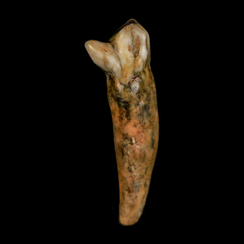 1.6" Extinct Cave Bear Ursus Spelaeus Incisor Tooth Rooted Pleistocene Age COA, Stand