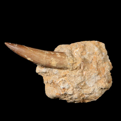 XL 2" Plesiosaur Zarafasaura Tooth Fossil In Matrix Cretaceous Dinosaur Era COA - Fossil Age Minerals