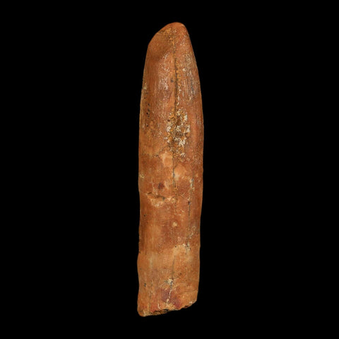 1.6" Rebbachisaurus Sauropod Fossil Tooth Early Cretaceous Dinosaur COA, Display - Fossil Age Minerals