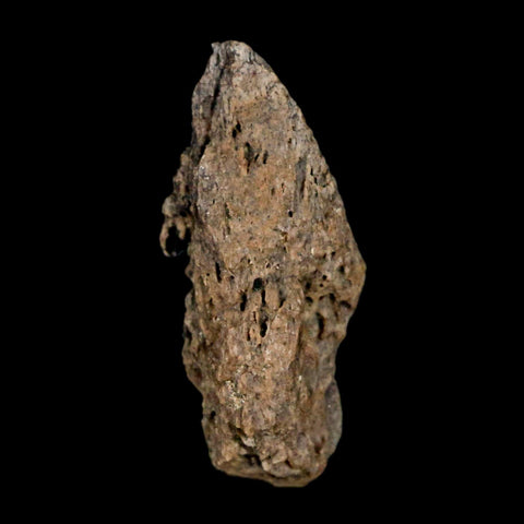 1.1" Tyrannosaurus Rex Fossil Bone Marrow Dinosaur Lance Creek FM WY COA Display