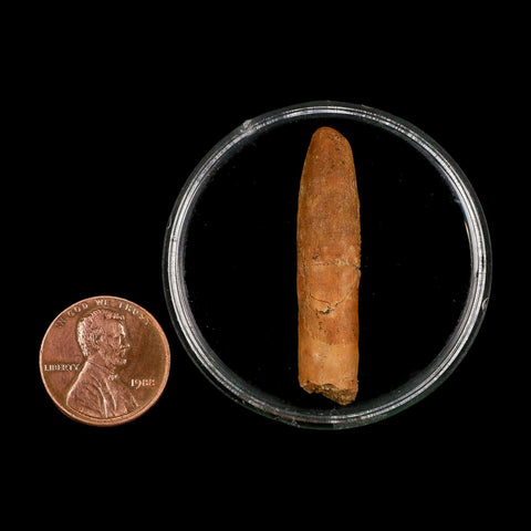 1.6" Rebbachisaurus Sauropod Fossil Tooth Early Cretaceous Dinosaur COA, Display - Fossil Age Minerals