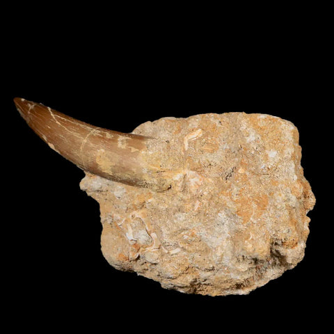 XL 2" Plesiosaur Zarafasaura Tooth Fossil In Matrix Cretaceous Dinosaur Era COA - Fossil Age Minerals
