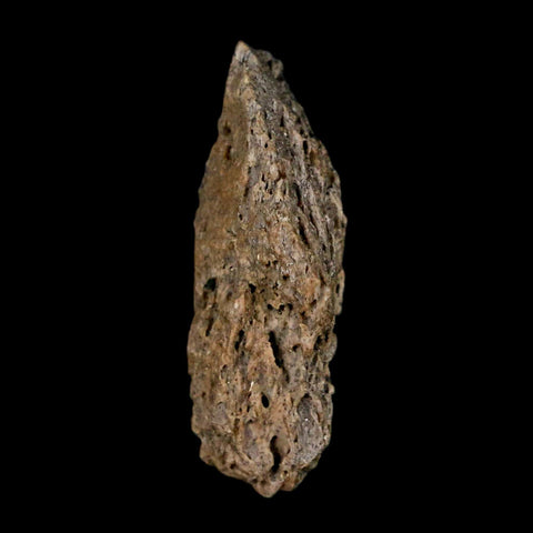1.1" Tyrannosaurus Rex Fossil Bone Marrow Dinosaur Lance Creek FM WY COA Display