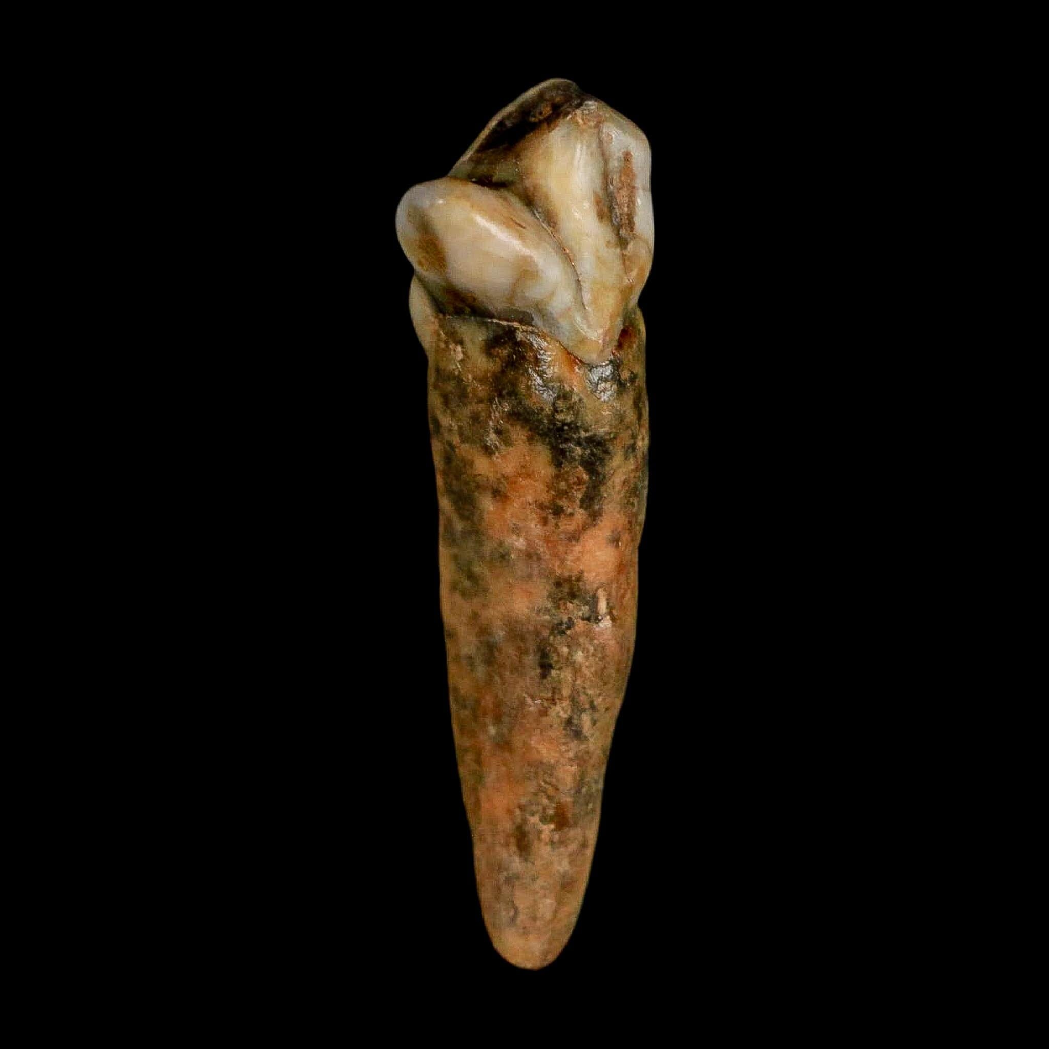 1.6" Extinct Cave Bear Ursus Spelaeus Incisor Tooth Rooted Pleistocene Age COA, Stand - Fossil Age Minerals