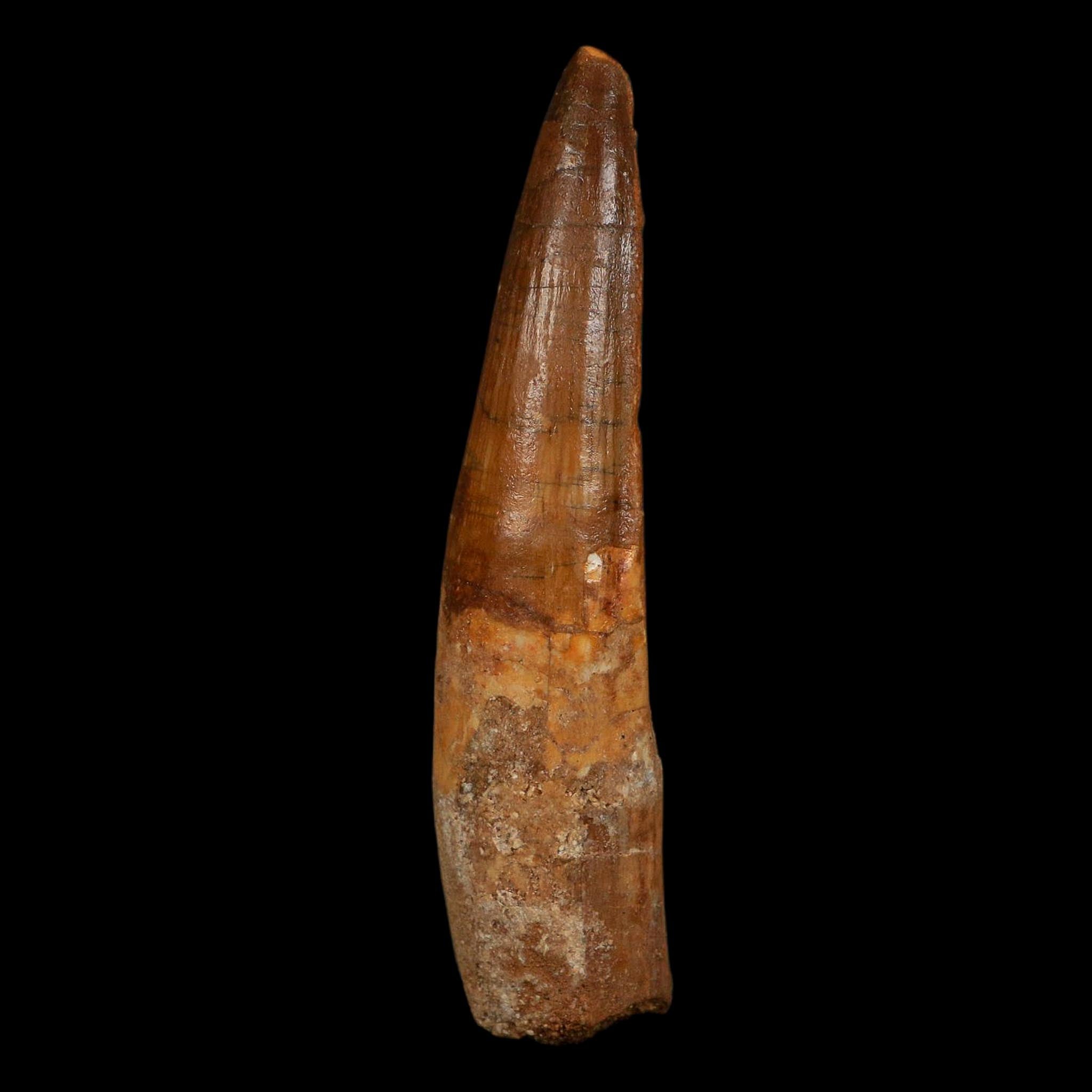 XL 3.8" Spinosaurus Fossil Tooth 100 Million Years Old Cretaceous Dinosaur COA