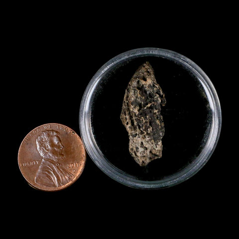 1.1" Tyrannosaurus Rex Fossil Bone Marrow Dinosaur Lance Creek FM WY COA Display