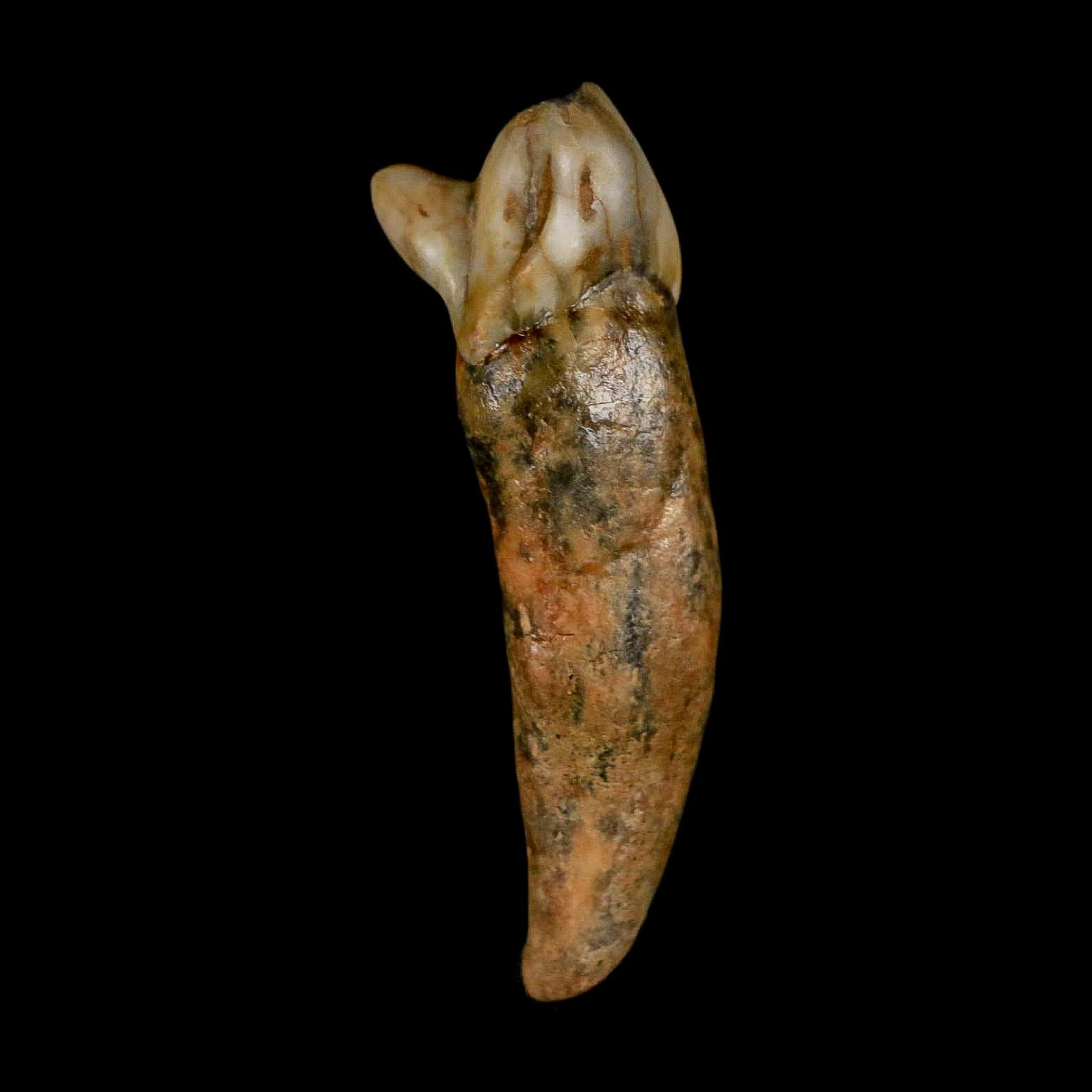 1.6" Extinct Cave Bear Ursus Spelaeus Incisor Tooth Rooted Pleistocene Age COA, Stand - Fossil Age Minerals