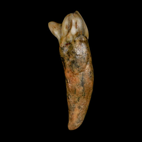 1.6" Extinct Cave Bear Ursus Spelaeus Incisor Tooth Rooted Pleistocene Age COA, Stand